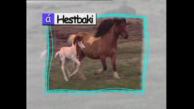 Á hestbaki 4.þáttur