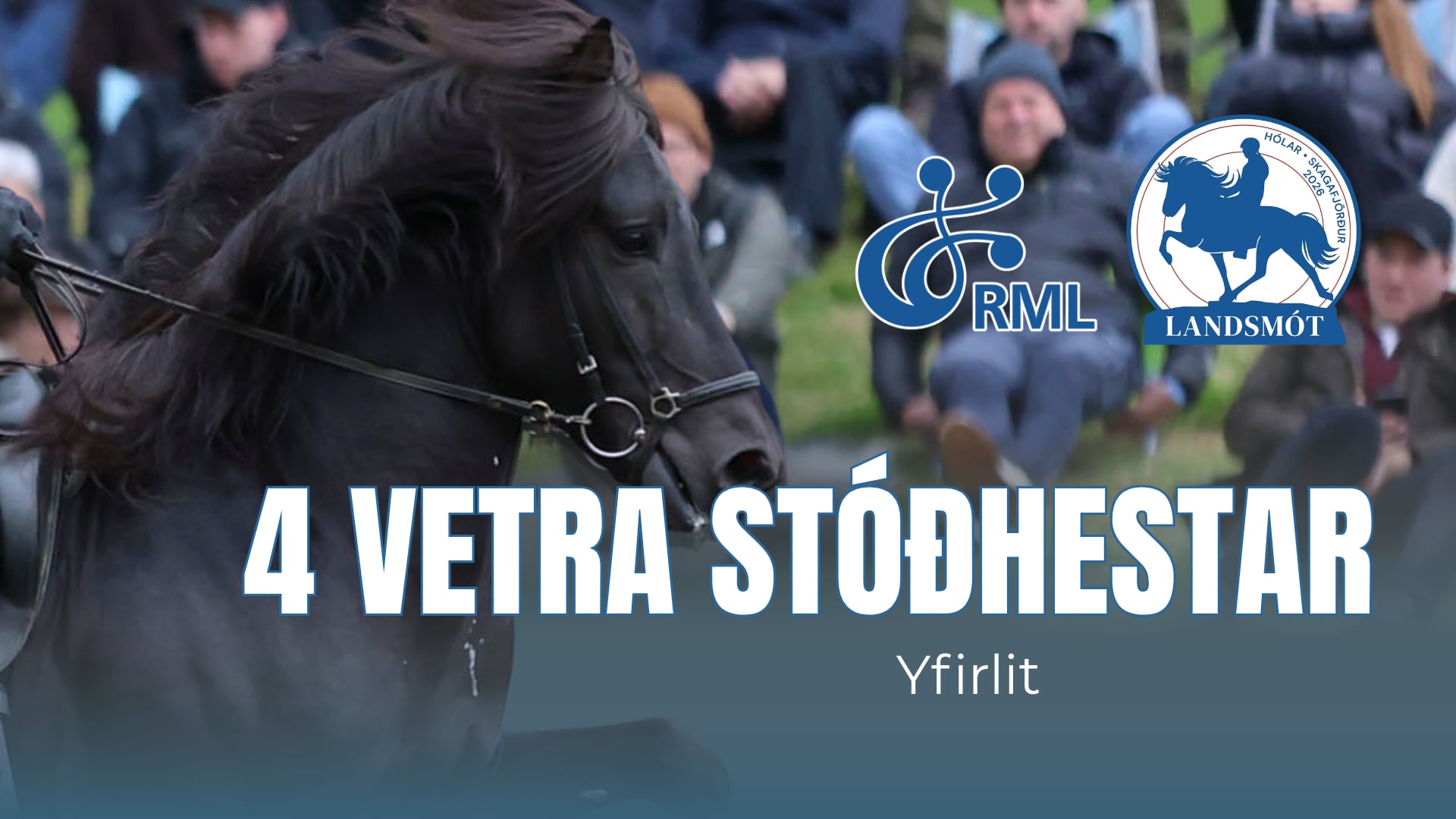 4 year old stallions second round - Landsmót hestamanna