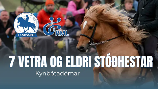 7 year old stallions second round - L...