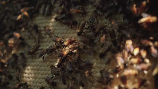 Une Terre sans abeilles ? Master VF 1080 25p