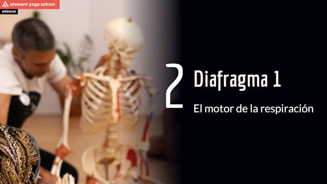 Diafragma respiratorio 1