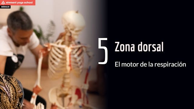 Zona dorsal