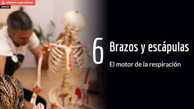 Cintura escapular y brazos