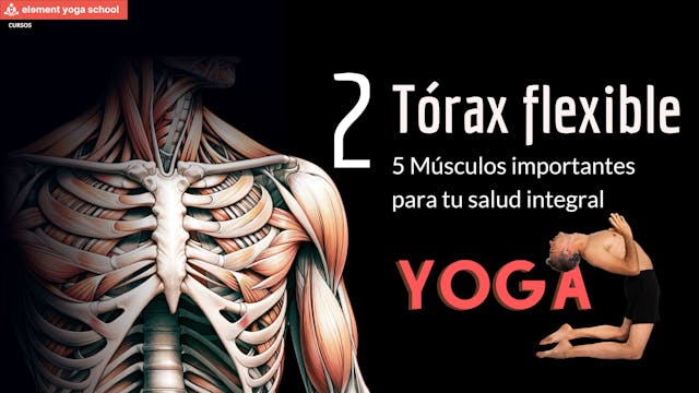 Yoga para expandir y flexibilizar tu tórax