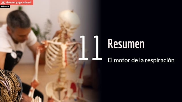 Resumen de músculos