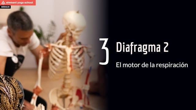 Diafragma respiratorio2