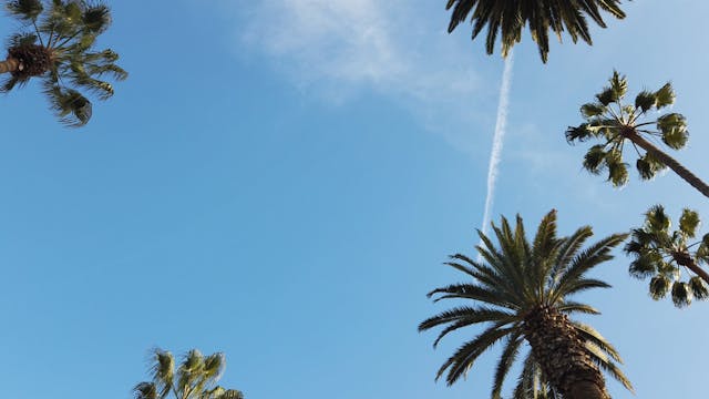 Panning Shot of Palm Trees Against a ...