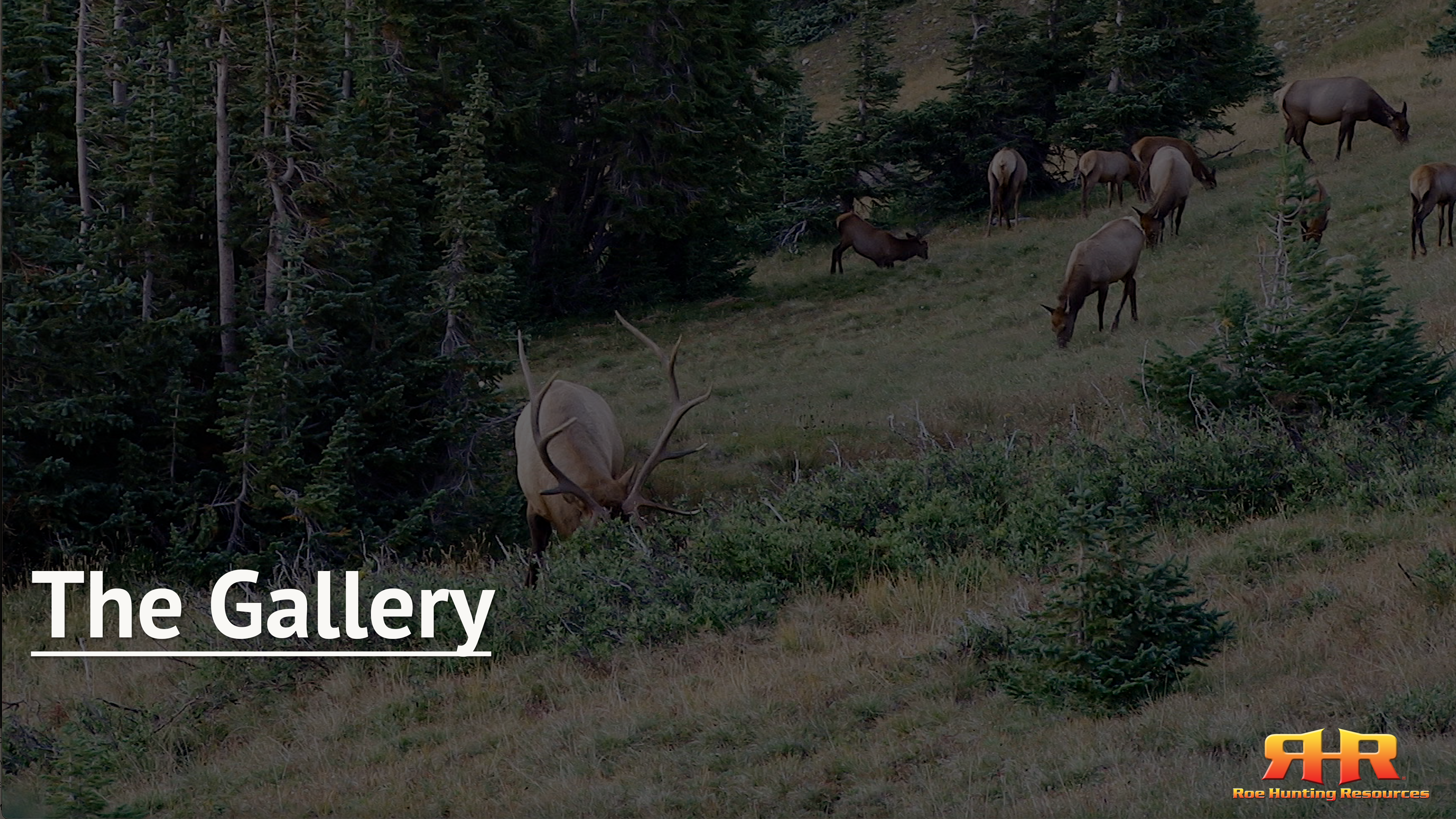 The Gallery - Bull Behavior and Vocalizations