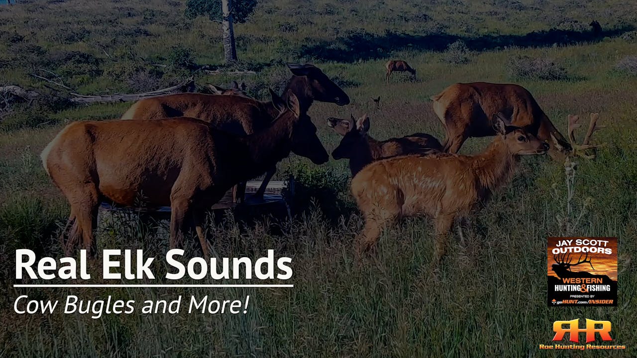 Cow Bugles and More! Real Elk Sounds Elk Hunting Institute by Roe
