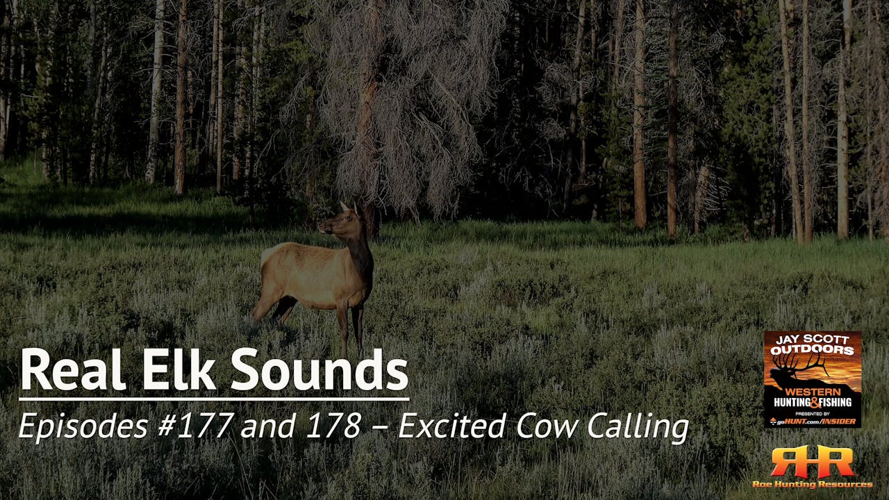 Episodes 177 and 178 Excited Cow Calling Real Elk Sounds Elk
