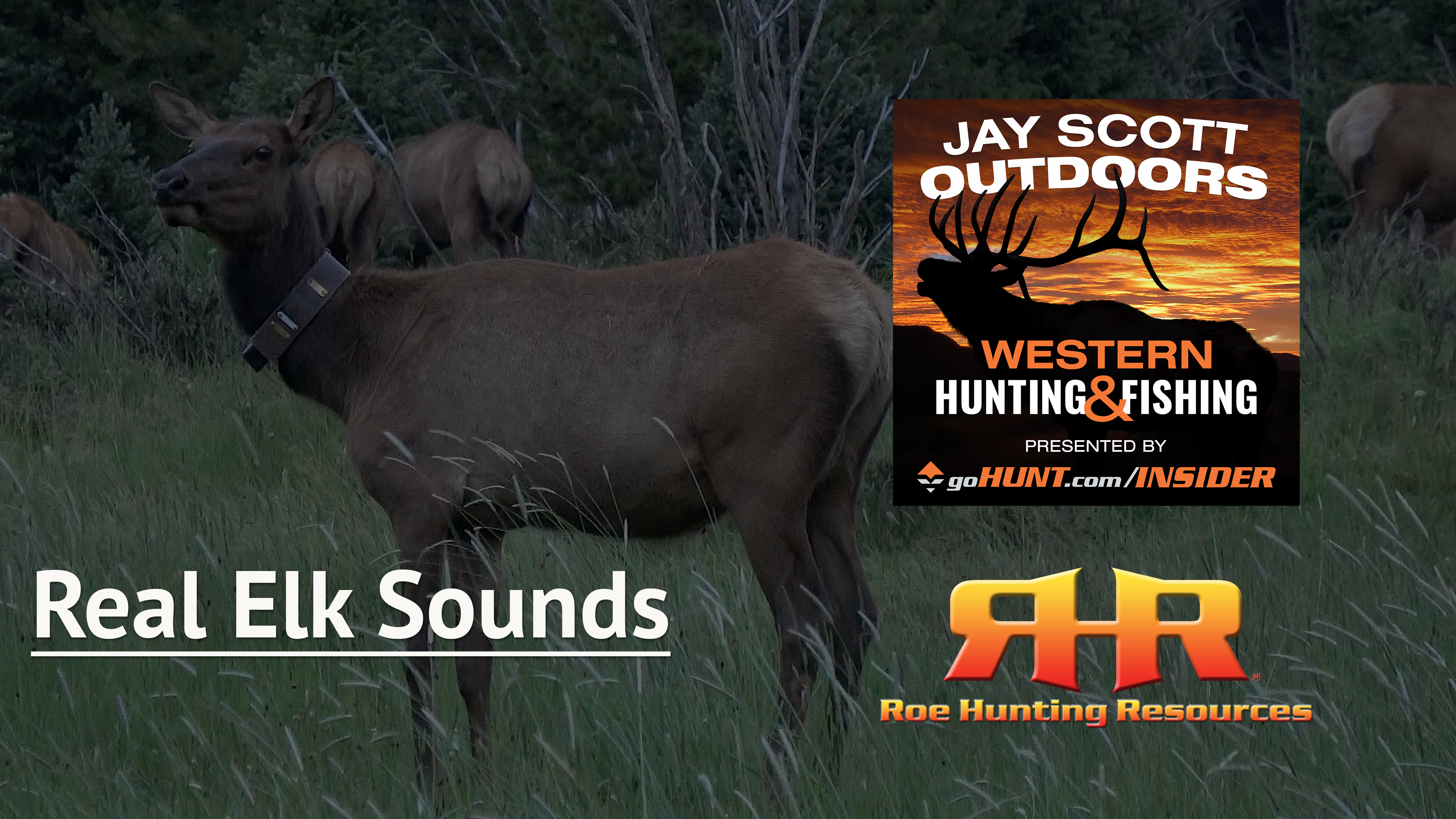 Real Elk Sounds Elk Hunting Institute by Roe Hunting Resources