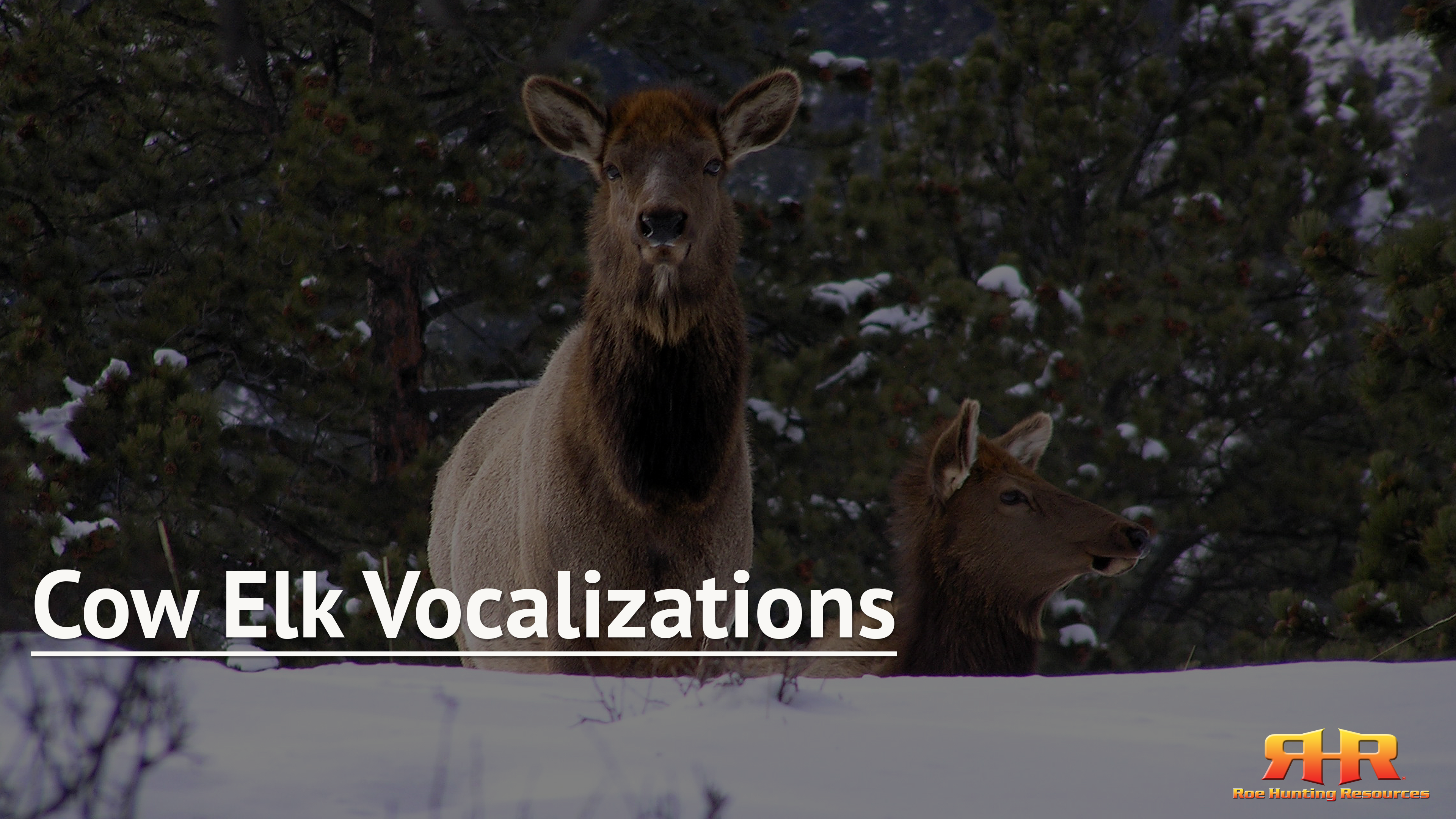 Cow Elk Vocalizations