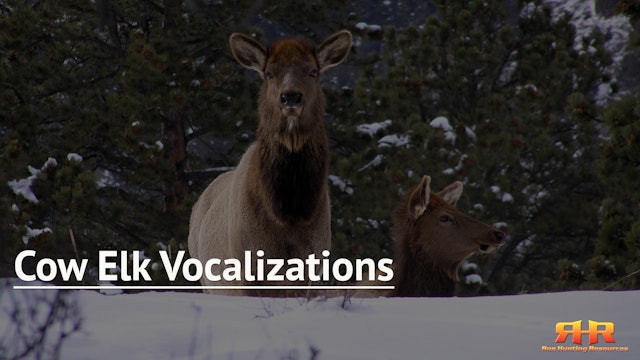 Cow Elk Vocalizations