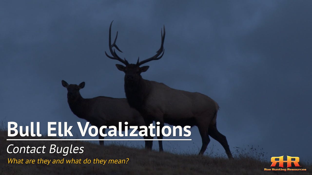 1.1. Contact Bugles What are they and what do they mean? Bull Elk