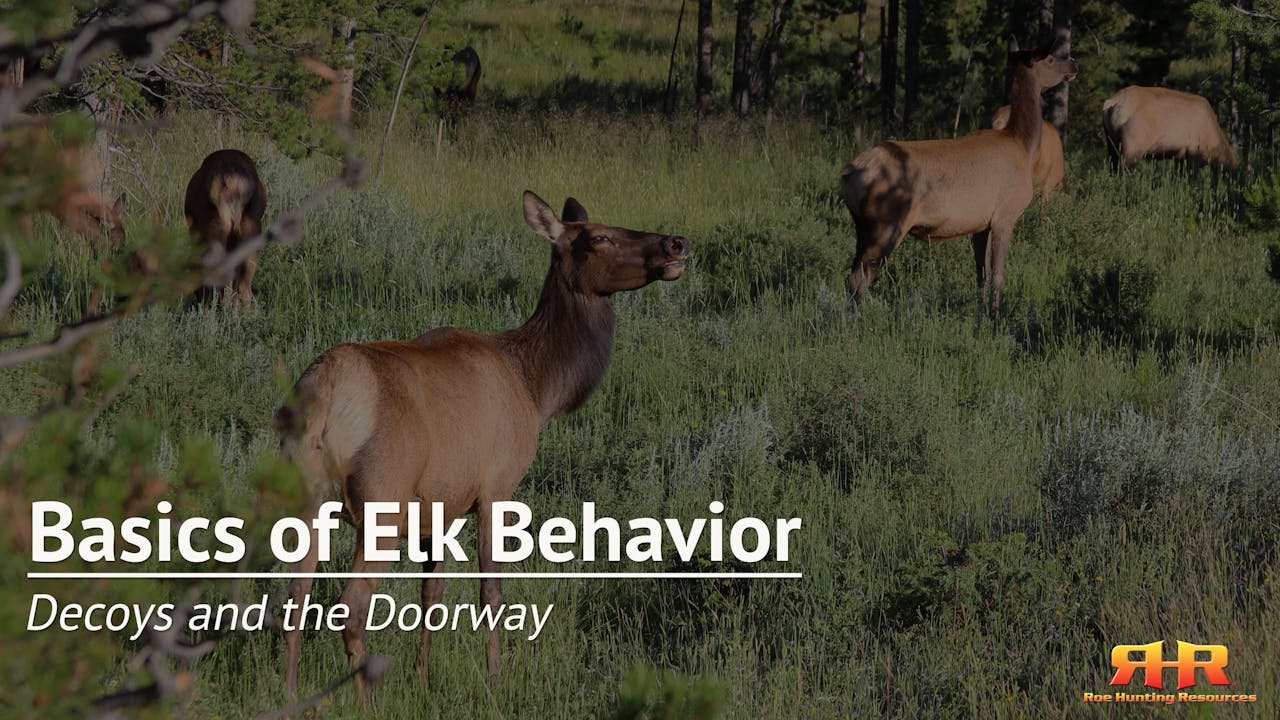Elk Decoys and The Doorway Principle Elk Behavior Elk Hunting