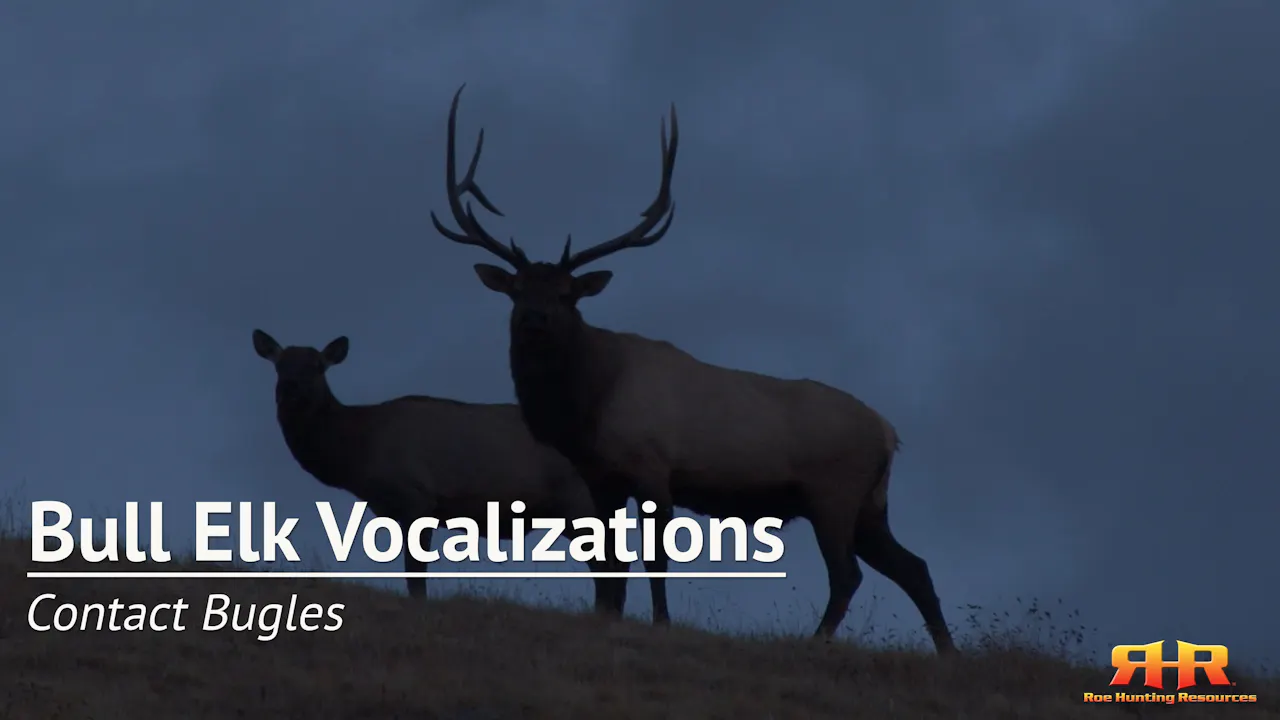 1 Contact Bugles Introduction Bull Elk Vocalizations Elk Hunting