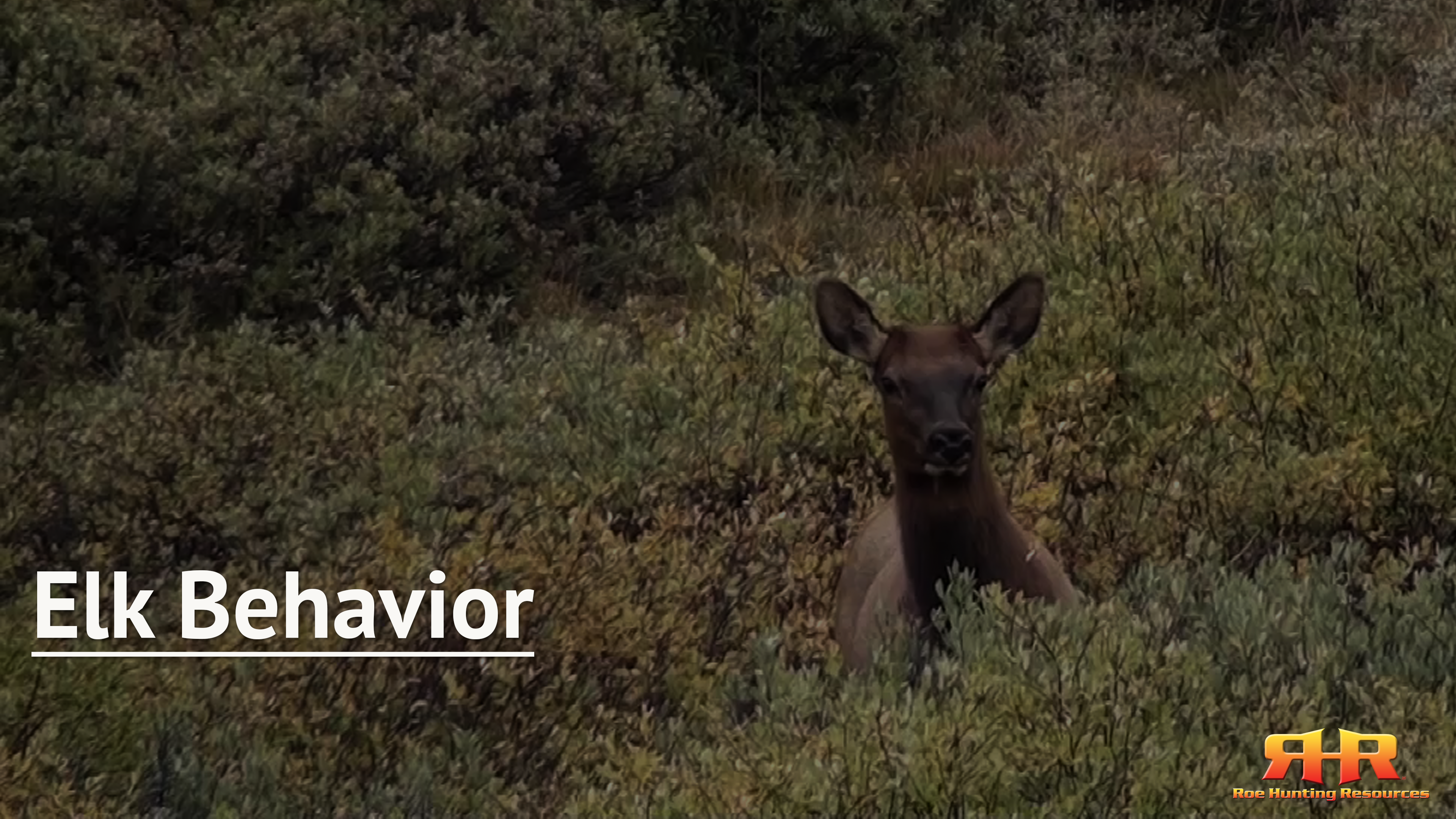 Elk Behavior