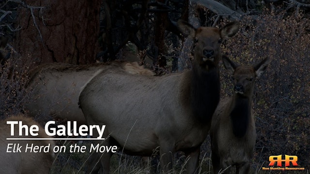 Elk Herd on the Move