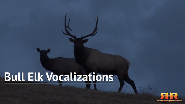 Bull Elk Vocalizations and Communication