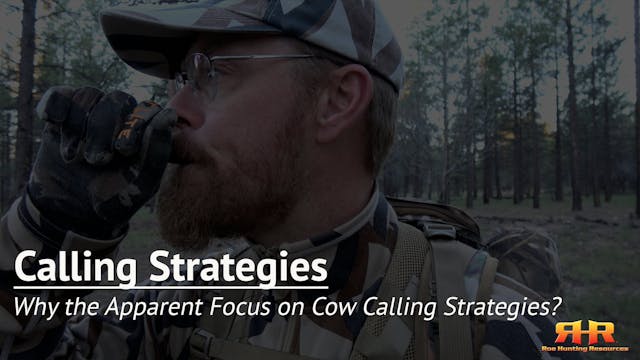 Why the Apparent Focus on Cow Calling...