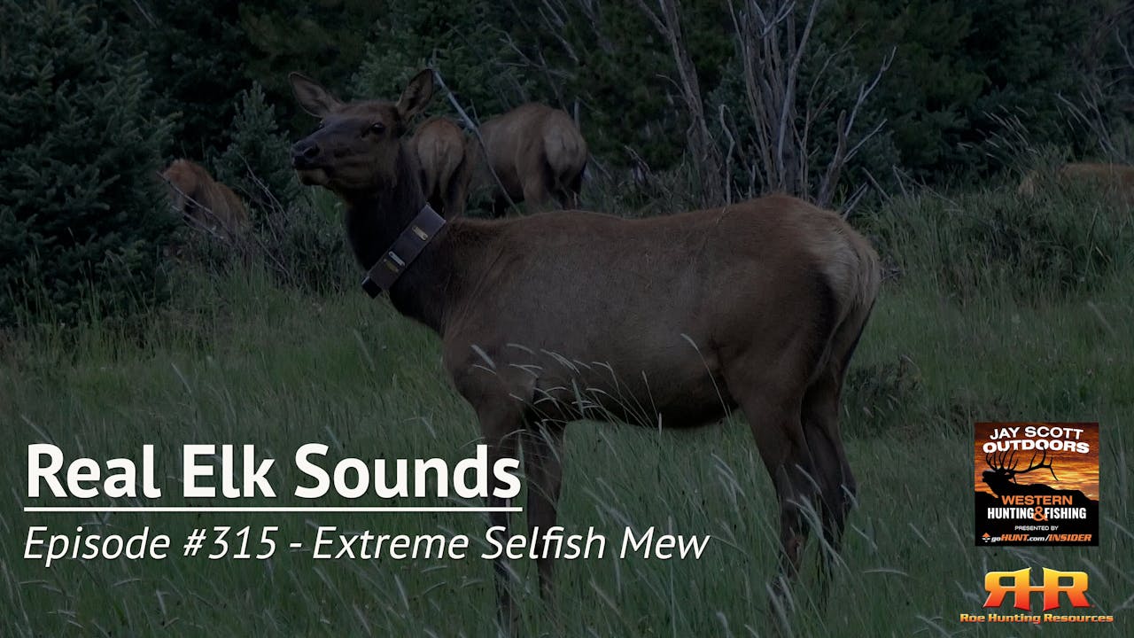 Episode 315 Extreme Selfish Mew Real Elk Sounds Elk Hunting