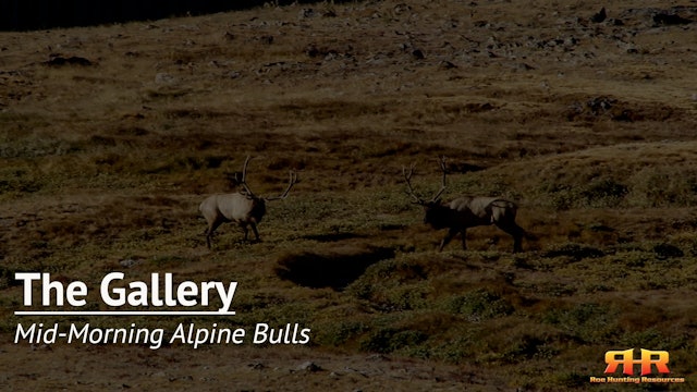 Mid-Morning Alpine Bulls