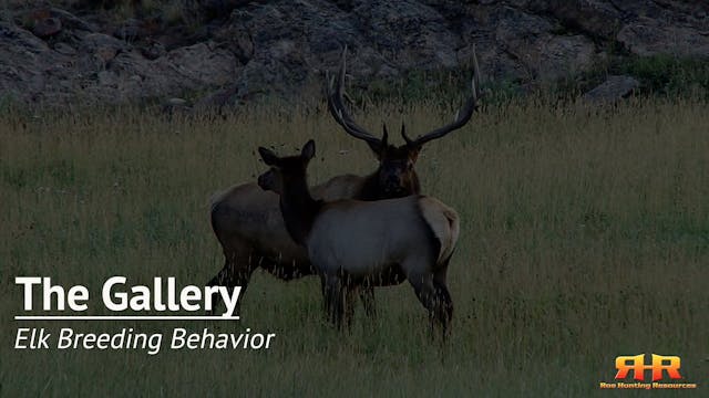 Elk Breeding Behavior