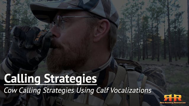 Cow Calling Strategies Using Calf Voc...