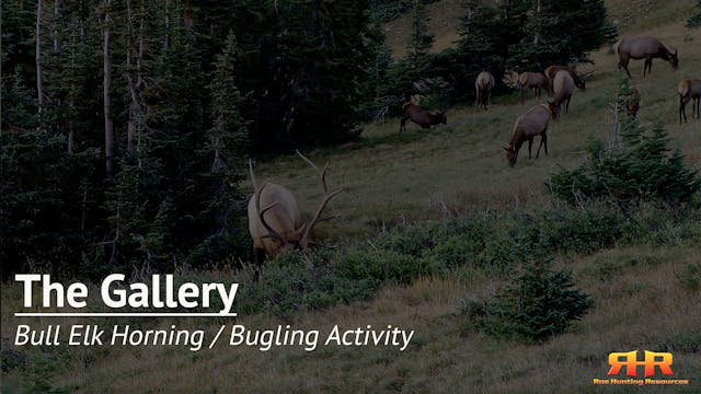 Bull Elk Horning / Bugling Activity