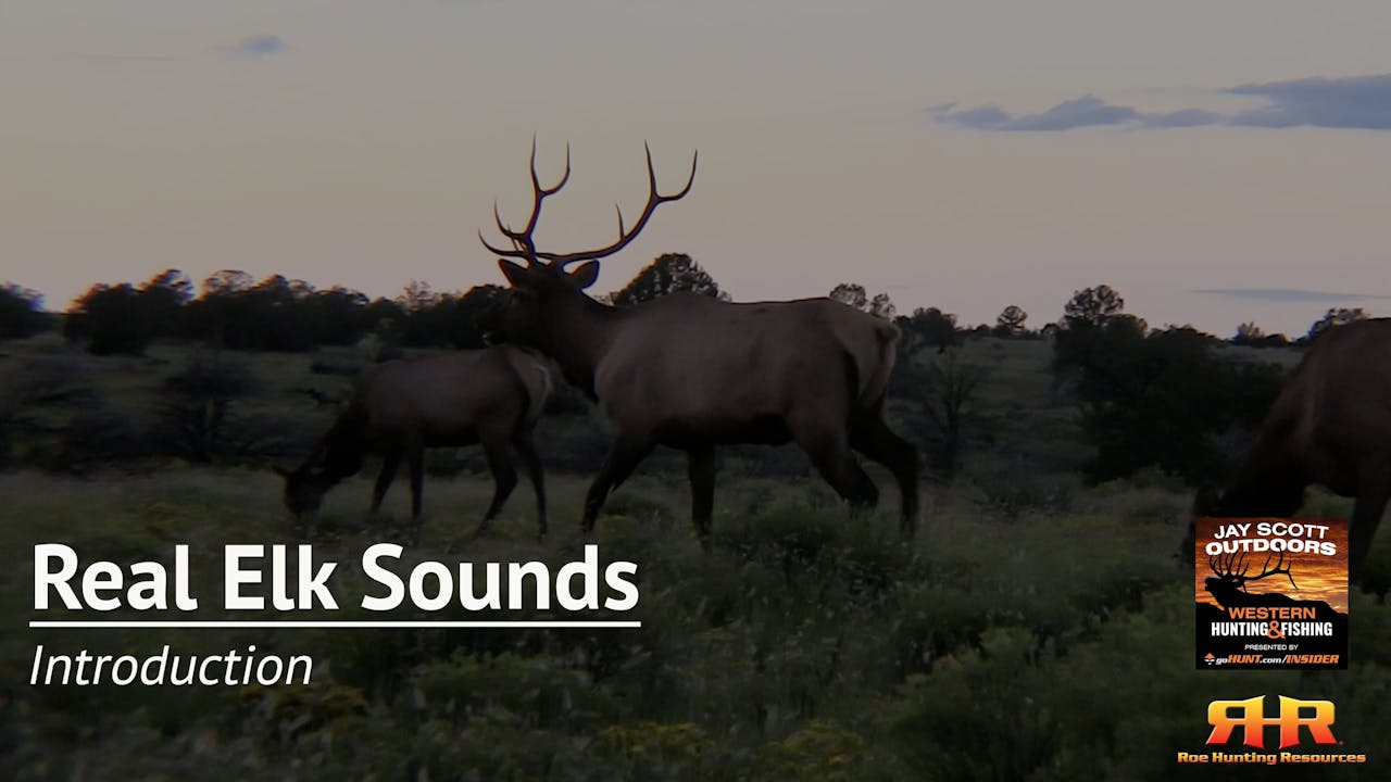 Introduction - Real Elk Sounds - Elk Hunting Institute by Roe Hunting ...