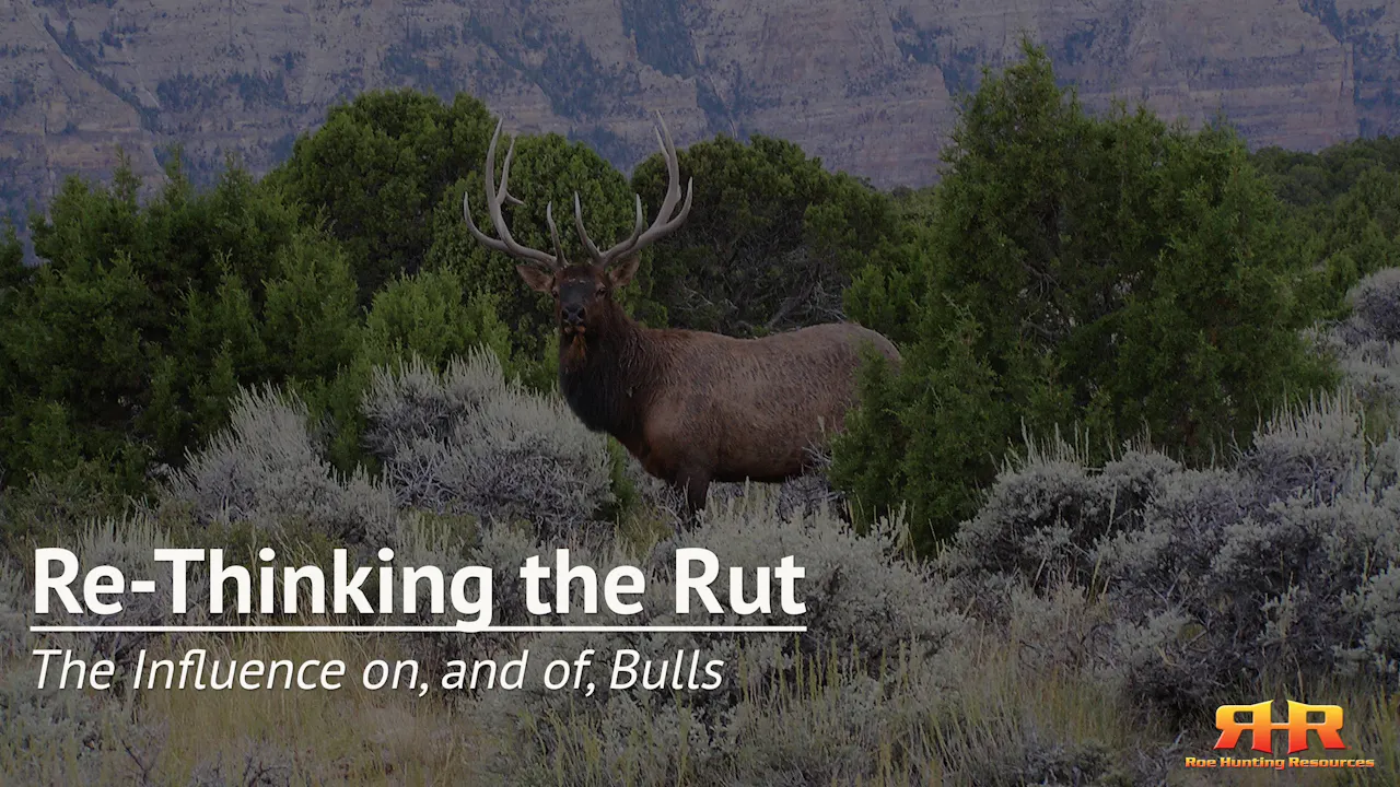 The Influence on, and of, Bulls - Re-Thinking the Rut - Elk Hunting ...
