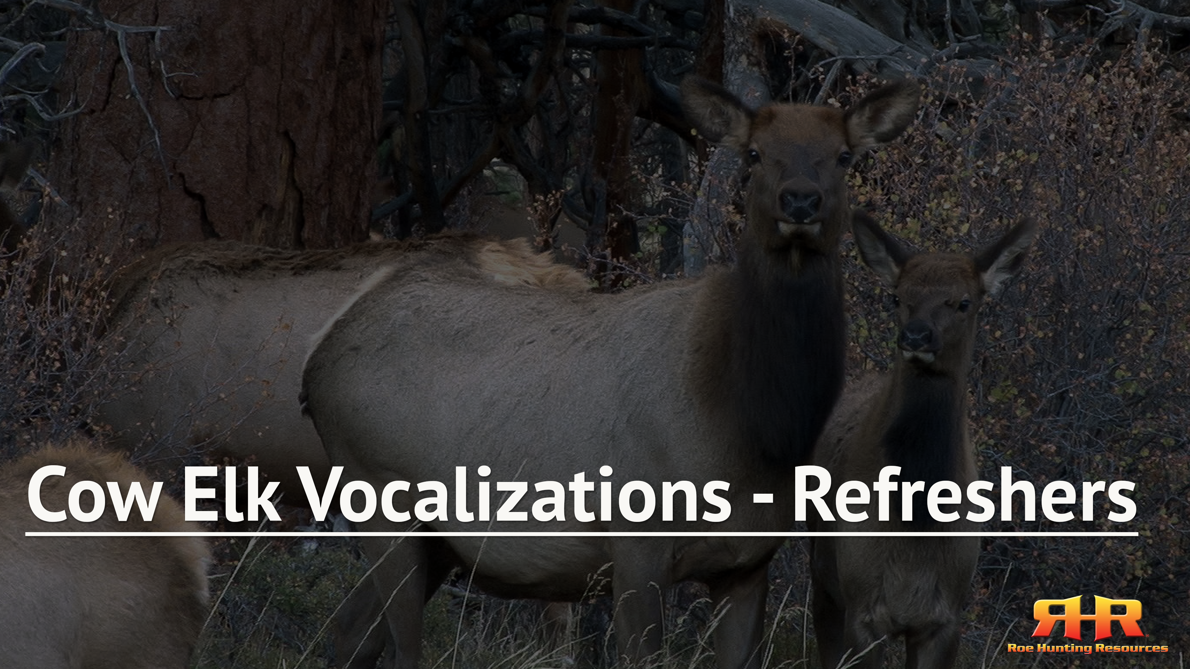Cow Elk Vocalizations - Refresher Videos