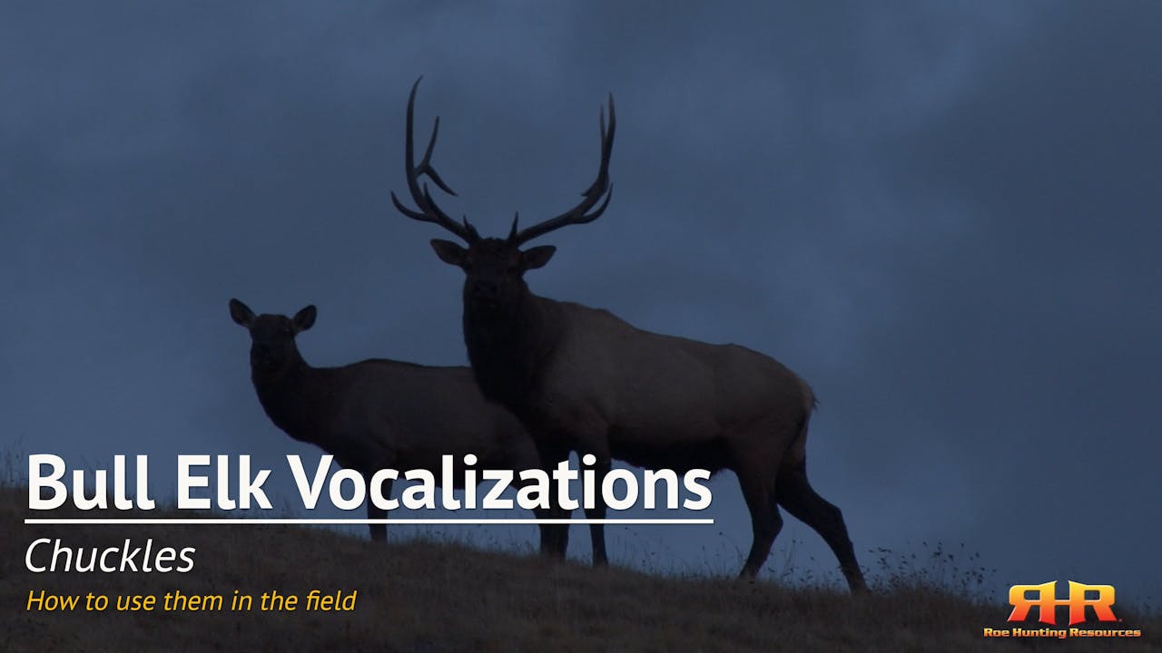 4.3. Chuckles How to use them in the field Bull Elk Vocalizations Elk Hunting Institute by