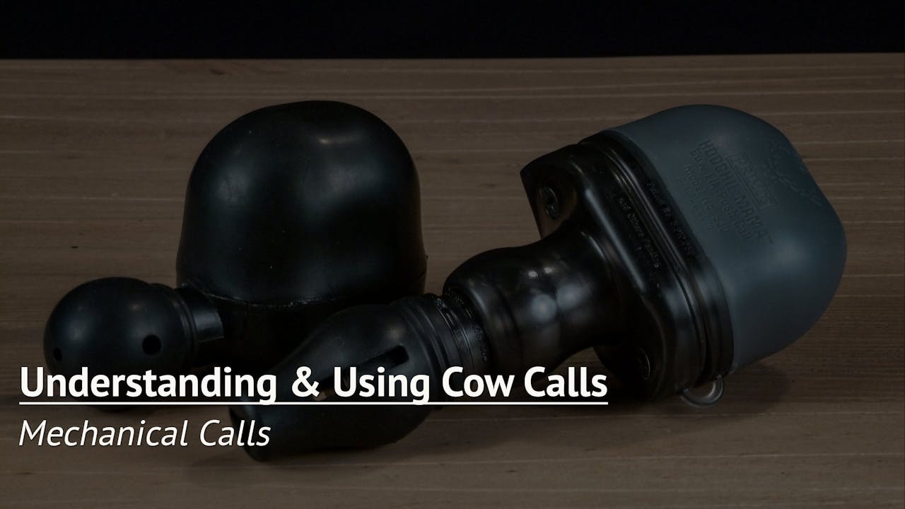 Mechanical Calls Understanding and Using Cow Calls Elk Hunting