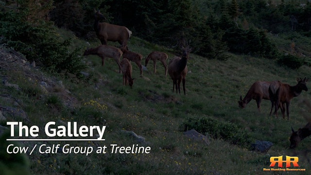 Cow / Calf Group at Treeline