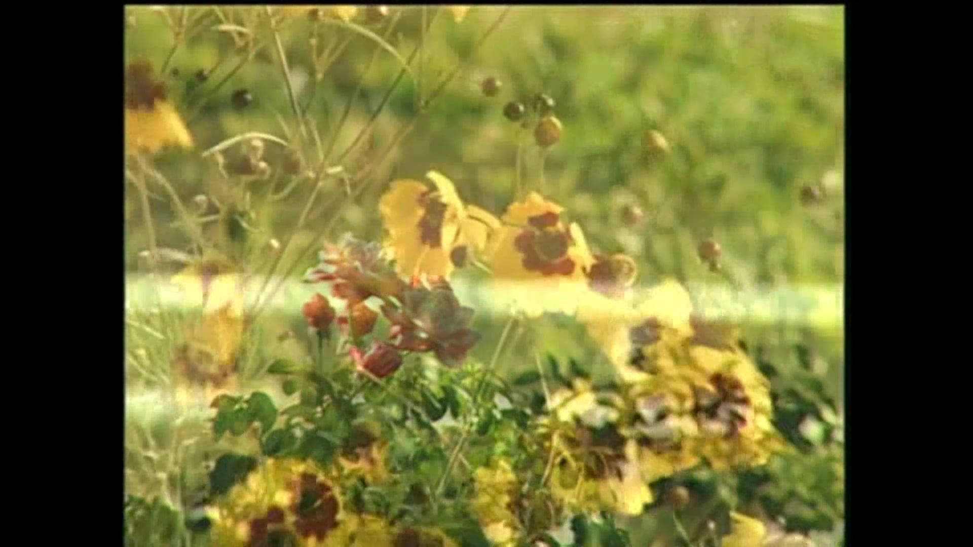 2. QUERUBÍN. EL PLACER DE AGRADECER 