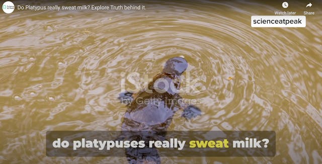 PLATYPUS | 15 MIN | ABS | HARD