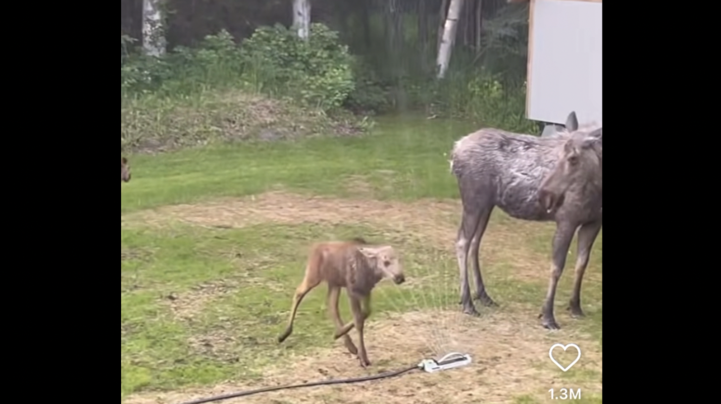 MOOSE | 45 MIN | FULL BODY | VERY HARD | DYNAMIC