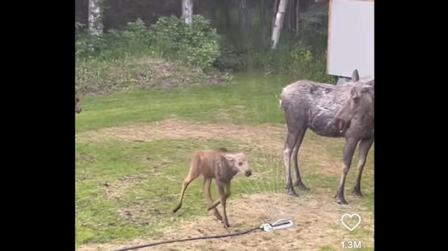 MOOSE | 45 MIN | FULL BODY | VERY HARD
