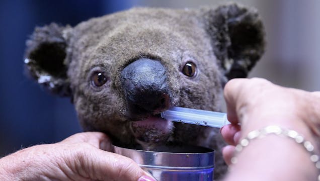 KOALAS | 45 MIN | FULL BODY | MEDIUM