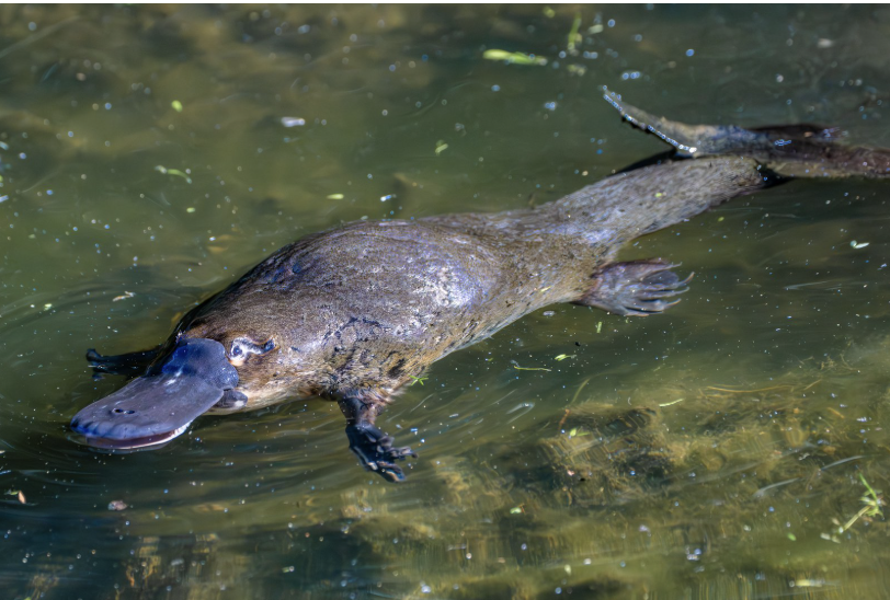 PLATYPUS | 15 MIN | ABS | HARD | FOUNDATIONS