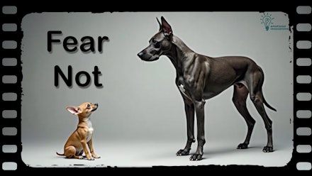 Emotional Innovations Video Library Video