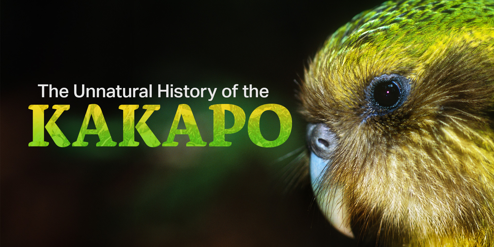 Unnatural History of the Kakapo
