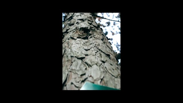 The Woodsmen (4)