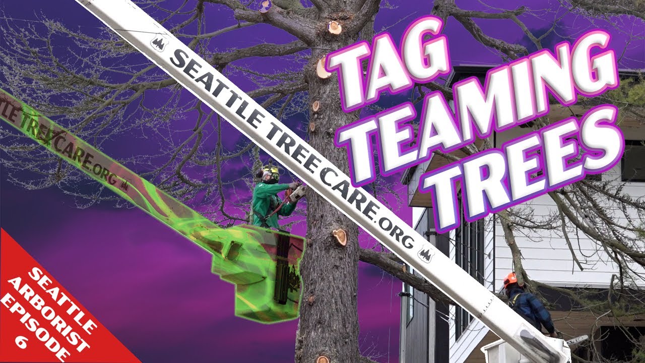 Tag Teaming Trees