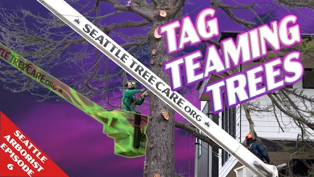 Tag Teaming Trees