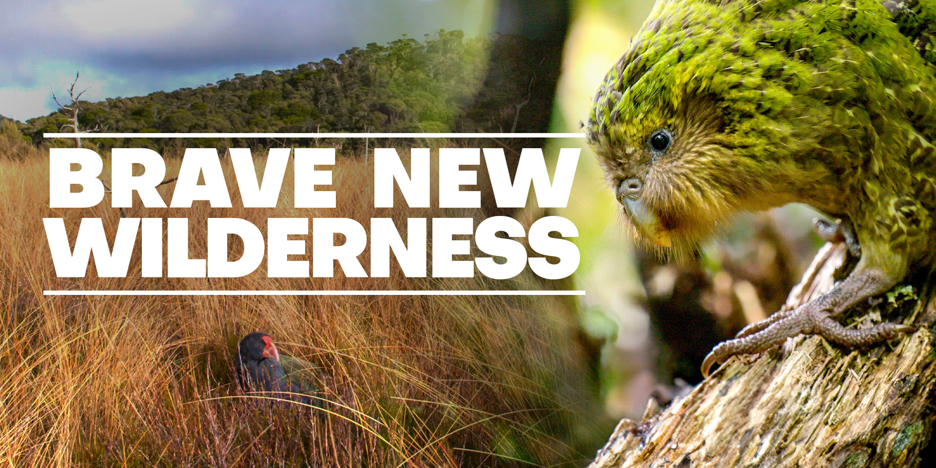 Brave New Wilderness