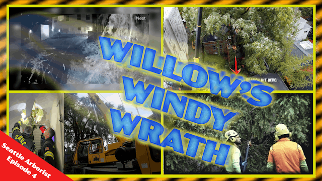Willow’s Windy Wrath
