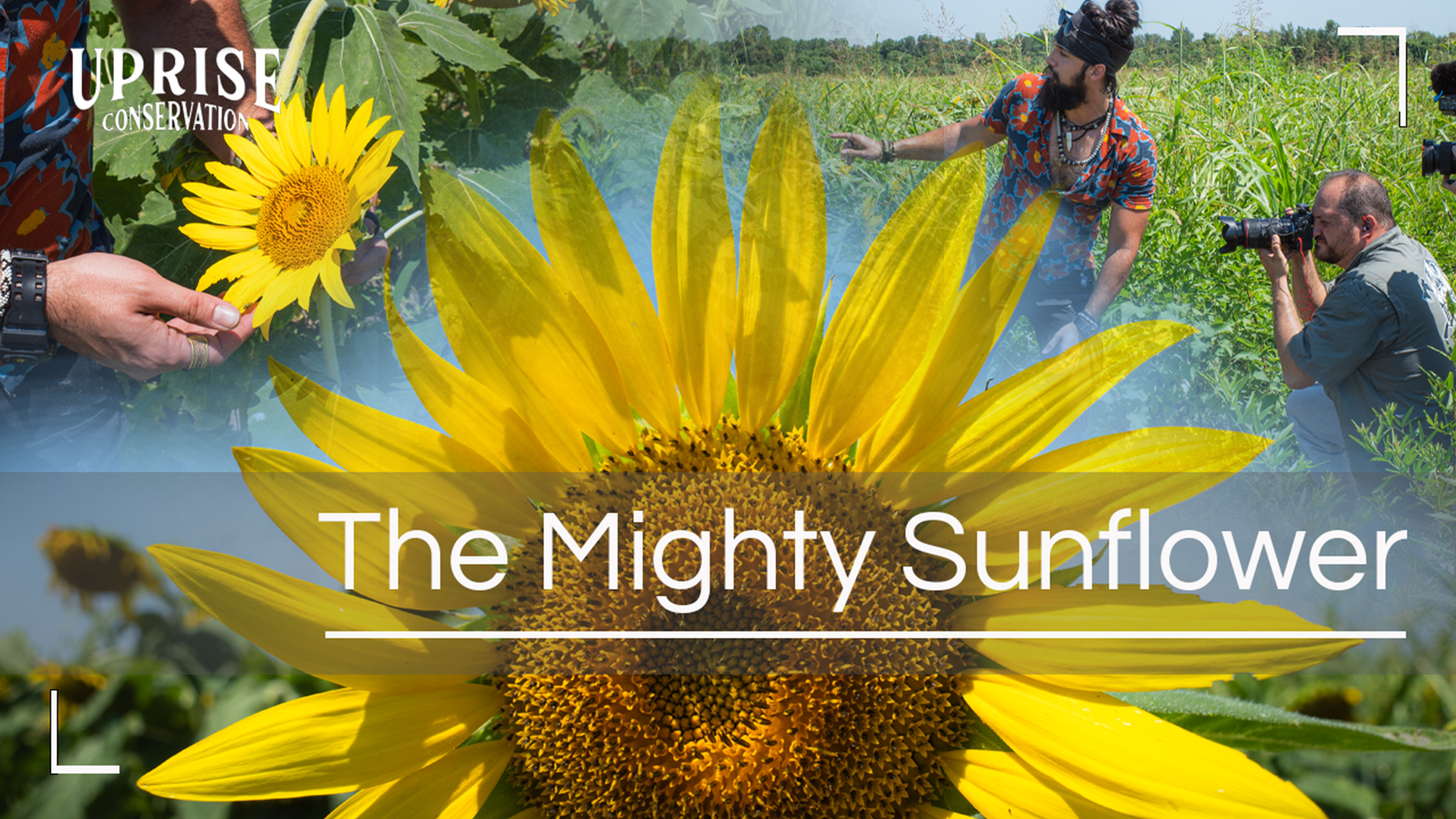 The Power of the Sun(flower)