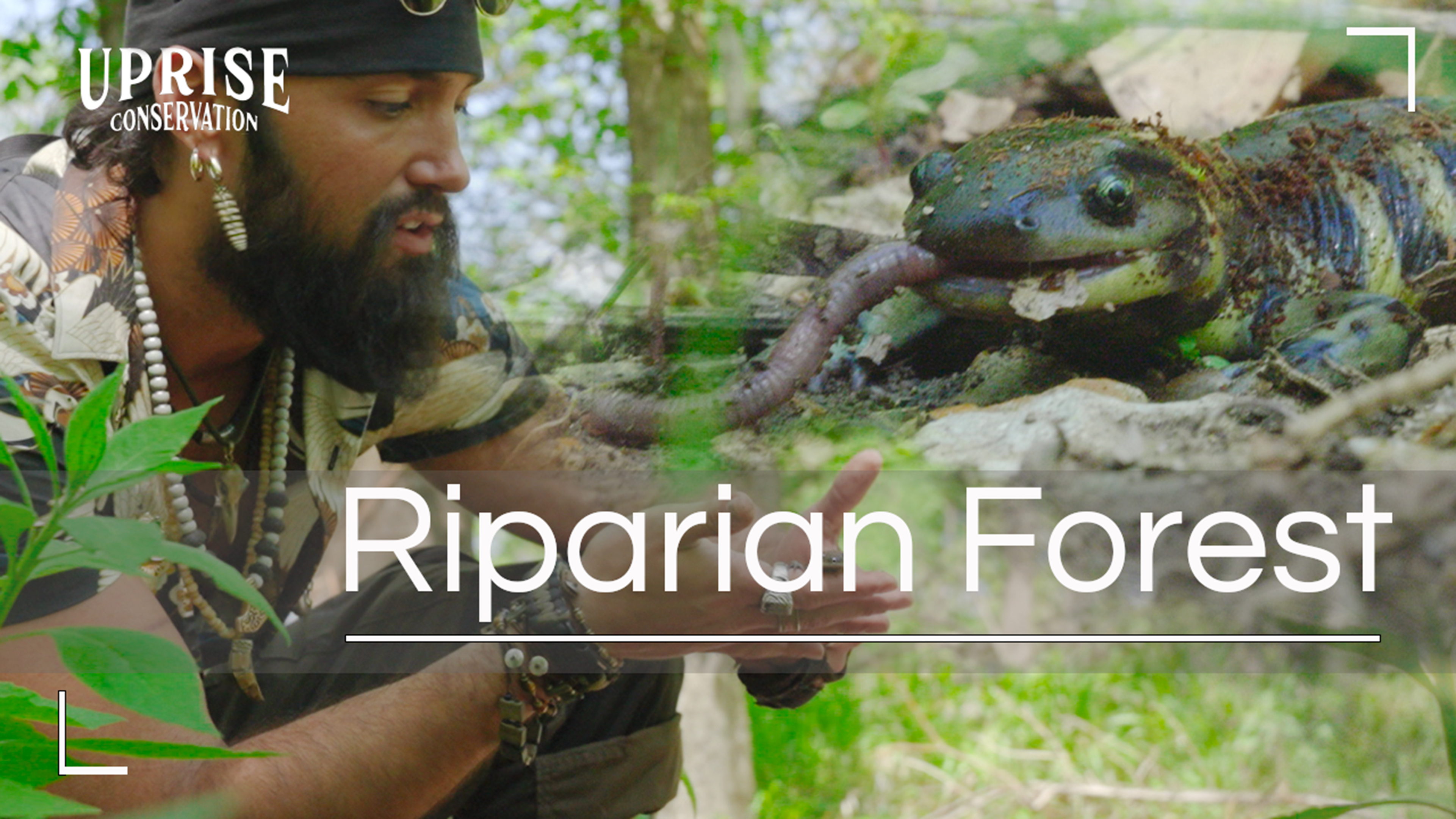 Exploring the Vital Role of Riparian Forests